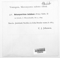 Melampsoridium betulinum image